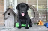 Charlie Male AKC Labrador Retriever