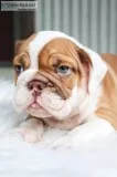 Tyson Male AKC English Bulldog