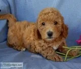 Bella Female Mini Goldendoodle