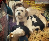 MALSHI ...QUALITY 6 MAL-SHI PUPPIES