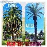 tree and landclearing