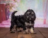 Lester Male Cavapoo