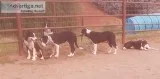 Smooth Coat Border Collies