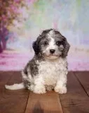 Levi Male Cavapoo