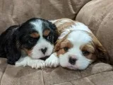 Lovely cavalier king charles