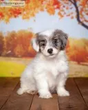 Lila Female Aussiedoodle
