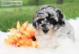 Chase Male Mini Aussiedoodle