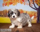 Leroy Male Aussiedoodle