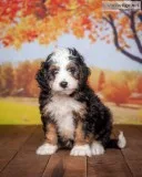 Dave Male Bernedoodle