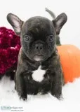 Buddy Male Frenchton