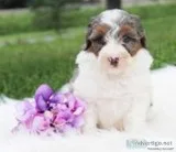Sophie Female Mini Aussiedoodle