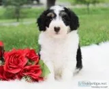 Ally Female Mini Aussiedoodle