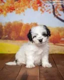 Emma Female Aussiedoodle