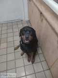 Rehoming Rottweiler