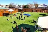 Dog Care Center OKC USA.