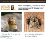 Low-cost flying squirrel removal in Atlanta GA