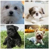 ISO male puppy (NOT SELLING)