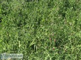 HAY small bales
