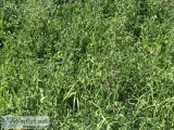 HAY small bales