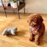 beautiful toy poodle available for sale to a good home.
