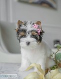 Beautiful Yorkie Puppies available for for sale