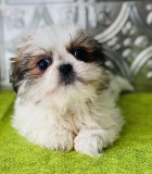 Gorgeous Shih tzu puppies now For Sale