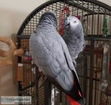 Pair of African Grey parrots for sale