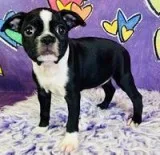 Gina Female AKC Boston Terrier