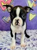 Bella Female AKC Boston Terrier