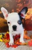 Ike Male Frenchton