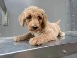 Peaches Female Moyen Poodle