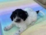 Pepper Female Moyen Poodle