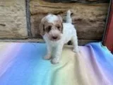 Josie Female Moyen Poodle
