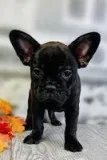 Pebbles Female Frenchton