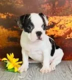 Hoss Male Frenchton