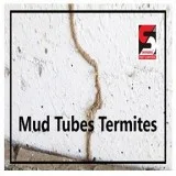 Pest Control Services in Lower Parel - Sadguru Pest Control