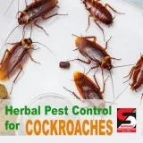 Pest Control Services in Goregoan - Sadguru Pest Control