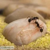 Pest Control Near me &ndash Sadguru Pest Control