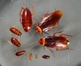 Pest Control Services in Goregoan - Sadguru Pest Control