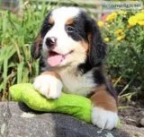 Charlie Male AKC Bernese Mountain Dog