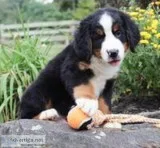 Chester Male AKC Bernese Mountain Dog