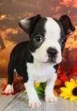Timmy Male Frenchton