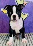 Bruno Male AKC Boston Terrier