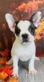 Macy Female Frenchton