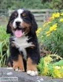 Mister Male AKC Bernese Mountain Dog