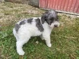 Zac Male Moyen Poodle