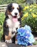 Bob Male AKC Bernese Mountain Dog