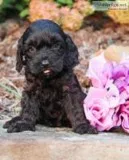 Maleficent Female Cavapoo
