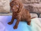 Phoebe Female F1B Mini Goldendoodle