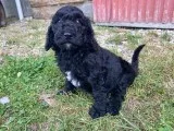 Jade Female Standard Poodle
